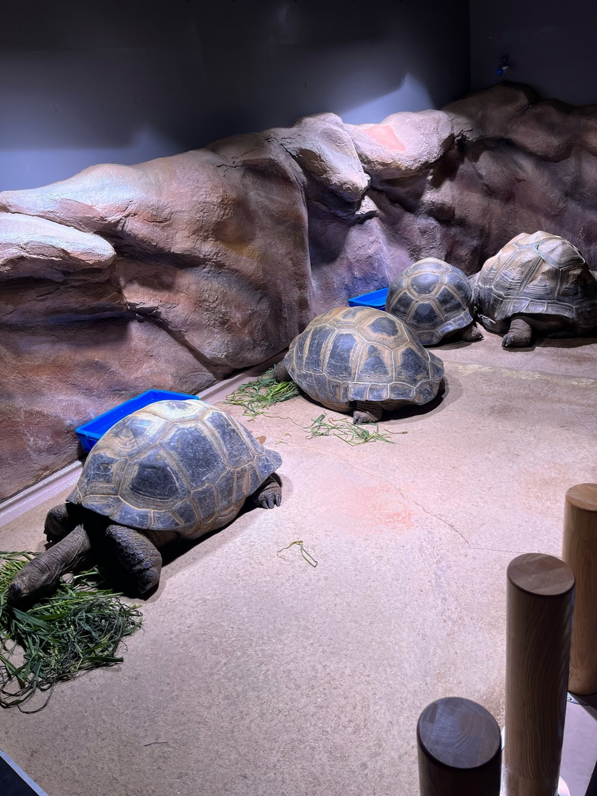 草を食べるゾウガメたち