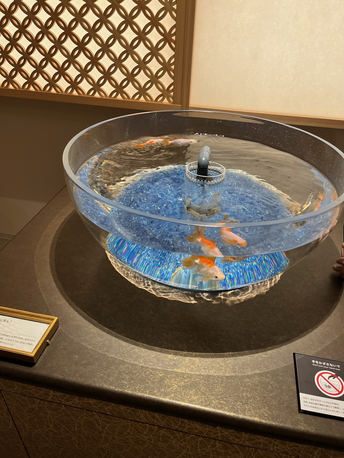 青い砂利の丸い水鉢で泳ぐ金魚