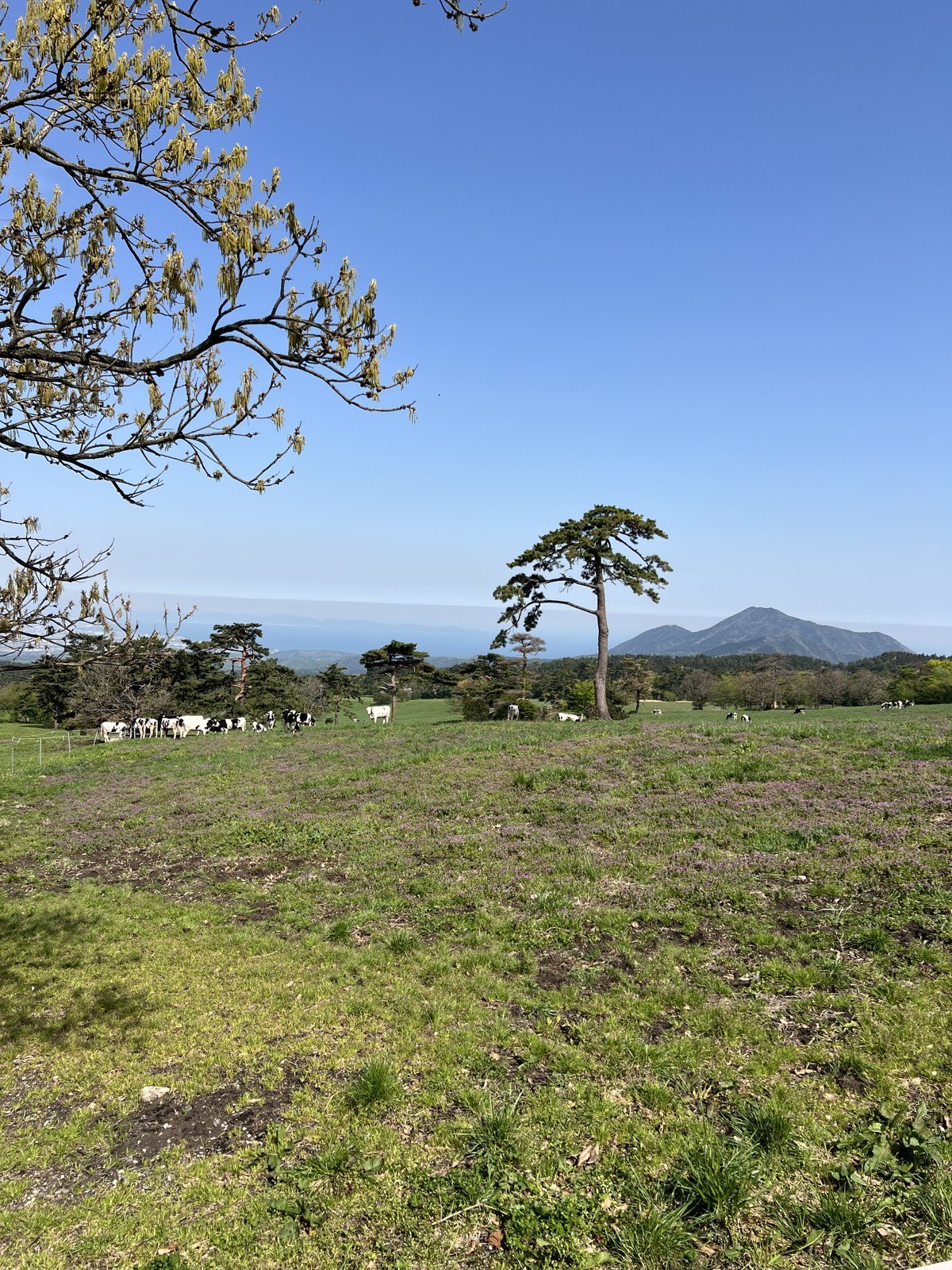 柵の向こうに牛が放牧されている牧草地
