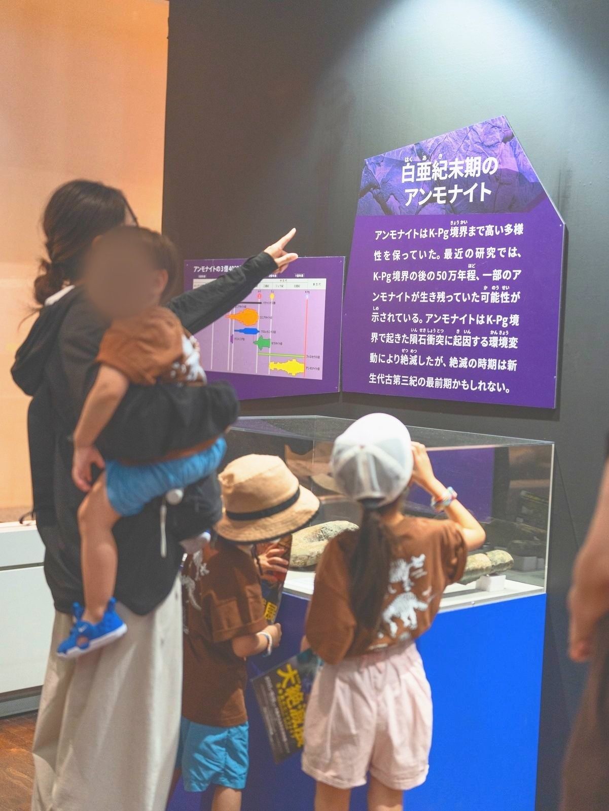 アンモナイトの展示を見る