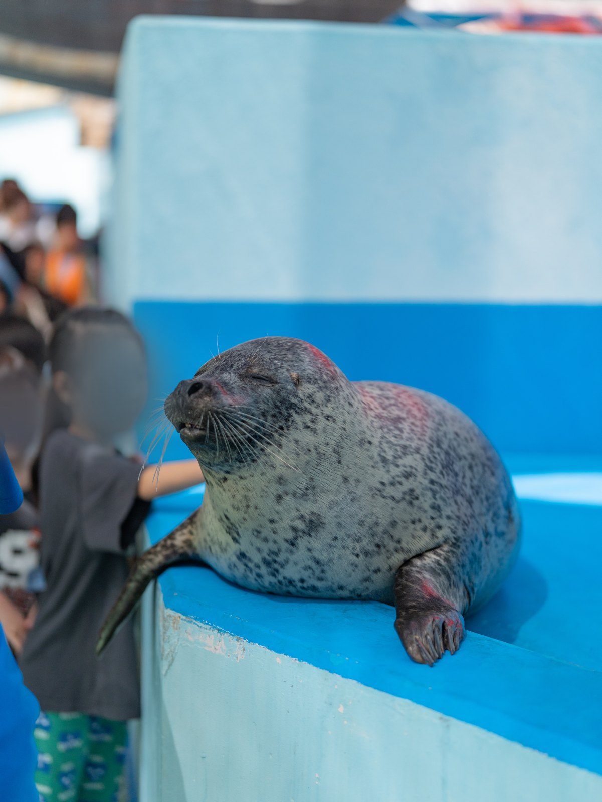 伊勢シーパラダイスは子連れでどう?ゴマちゃんタッチで3人ともアザラシに触れた(シルバーウィークでも朝は空いていました)