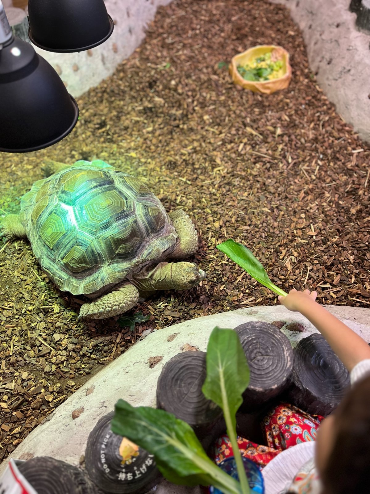 リクガメへの餌やり体験