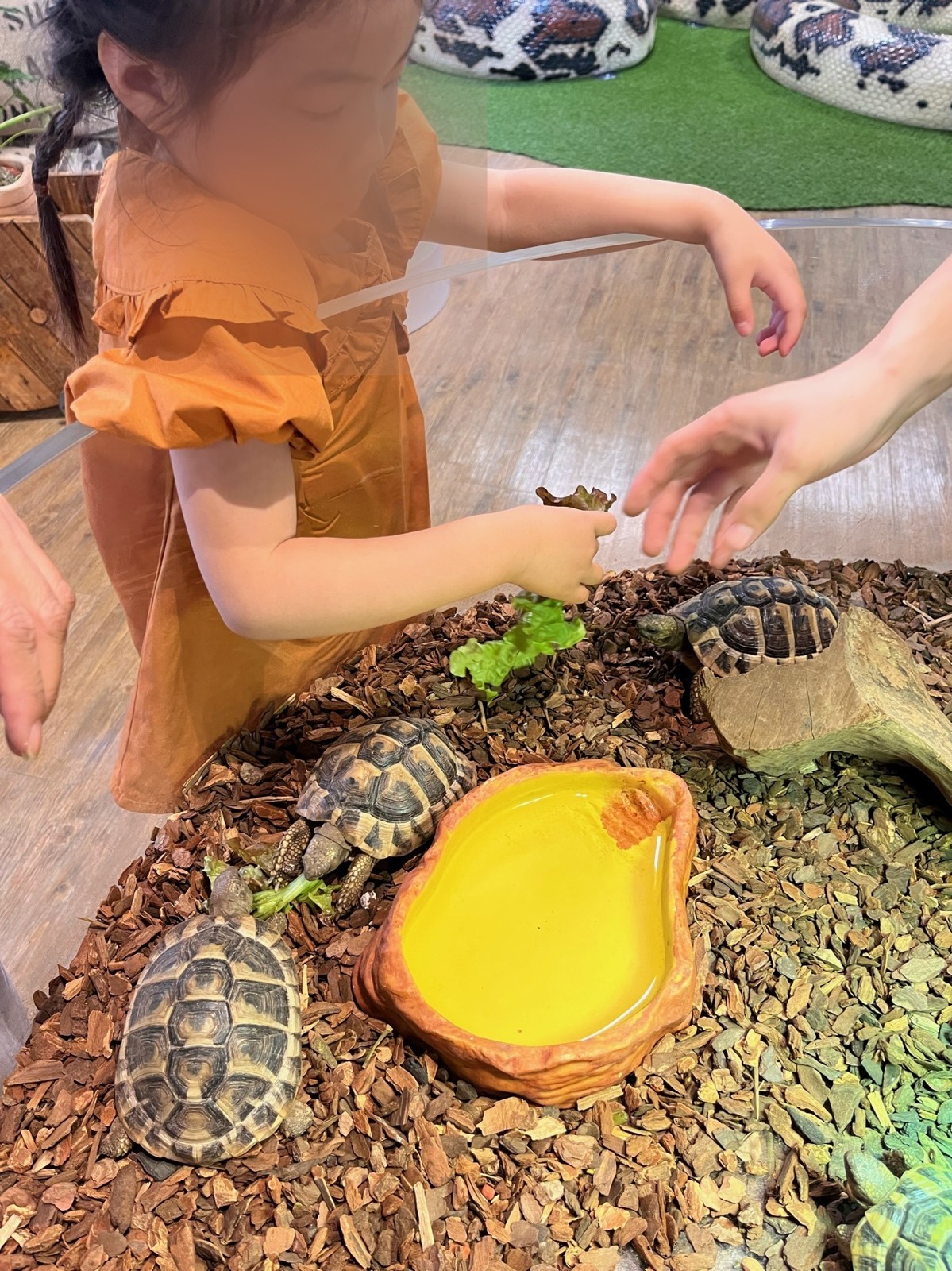 リクガメに葉っぱをあげる子ども
