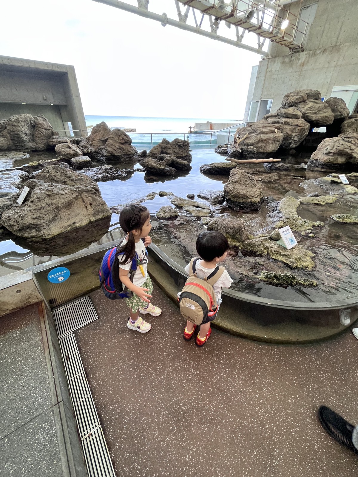 岩場を再現した屋外のタッチプール