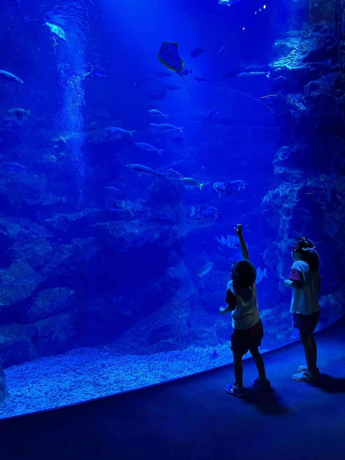 青く光る大水槽を見上げる子どもたち