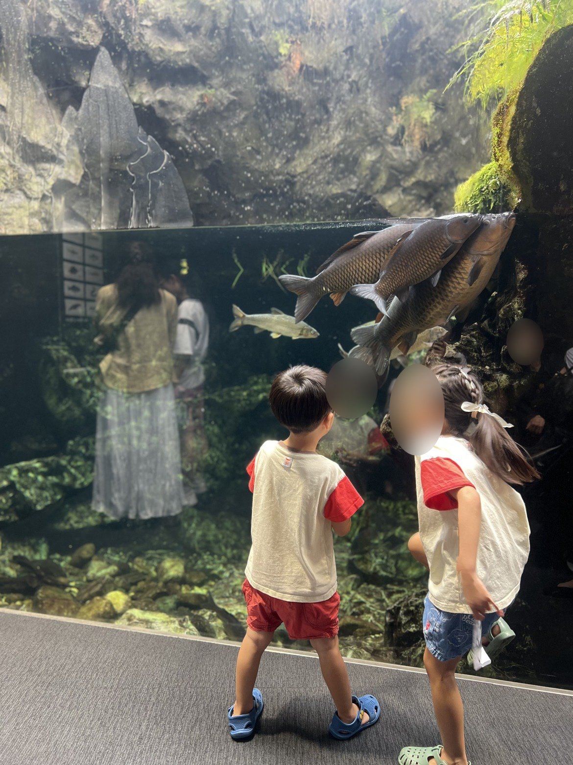 川の魚の水槽をのぞきこむ子どもたち