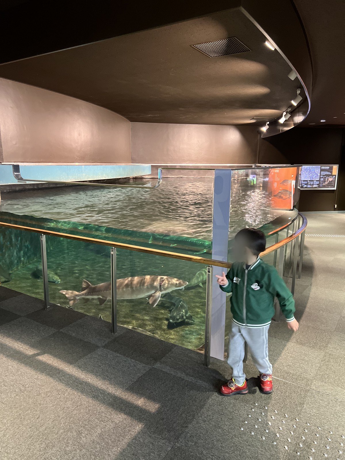 大きな魚が泳ぐ水槽の前に立つ息子