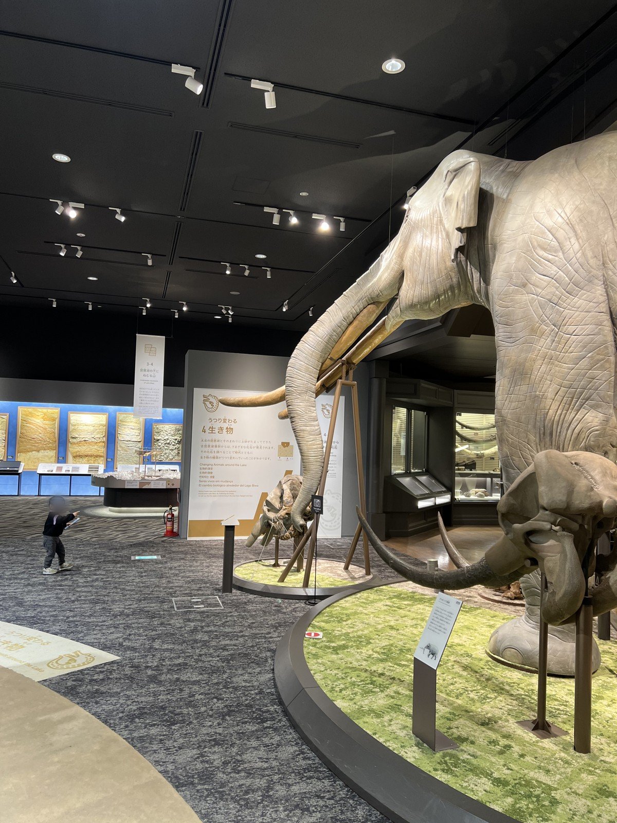 マンモスの展示と、奥に広がる展示室