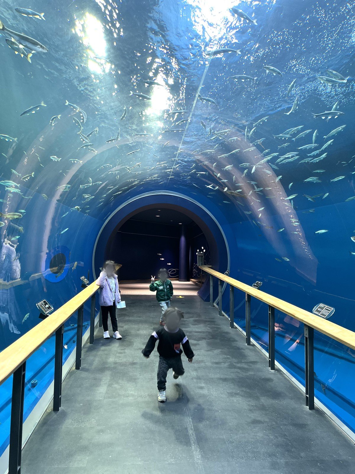 琵琶湖博物館は高校生以下無料!トンネル水槽や巨大なマンモスを、平日にめっちゃ空いている中で見てきた