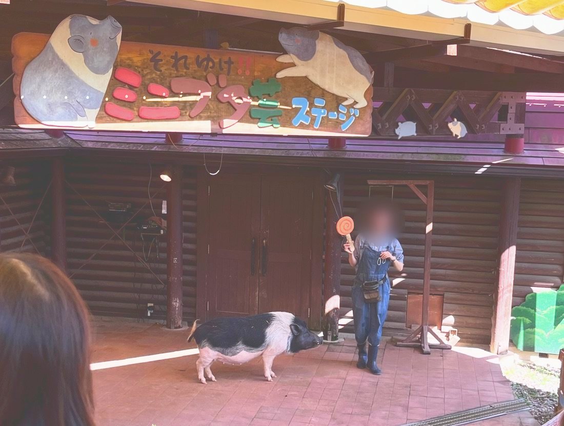 ミニブタ芸ステージでスタッフとミニブタがショーをしているところ