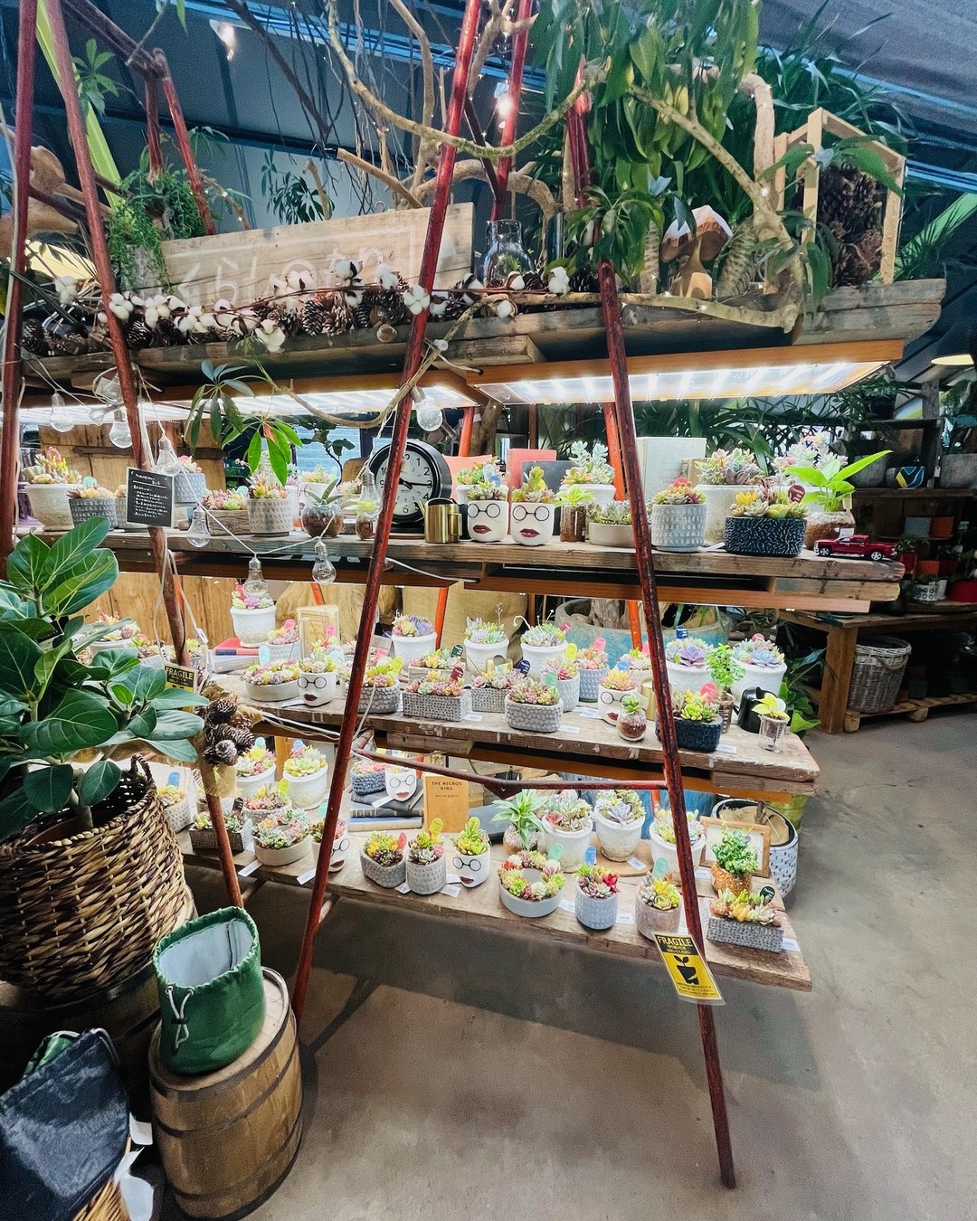 棚いっぱいに並んだ多肉植物
