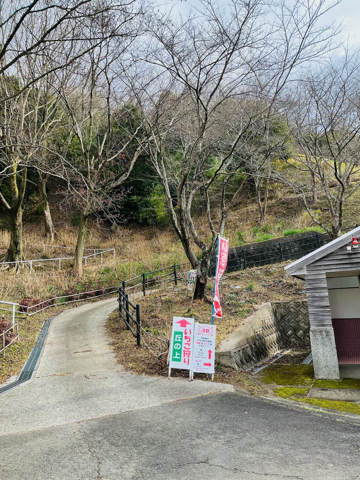 いちご狩りののぼりが立つ園内の坂道