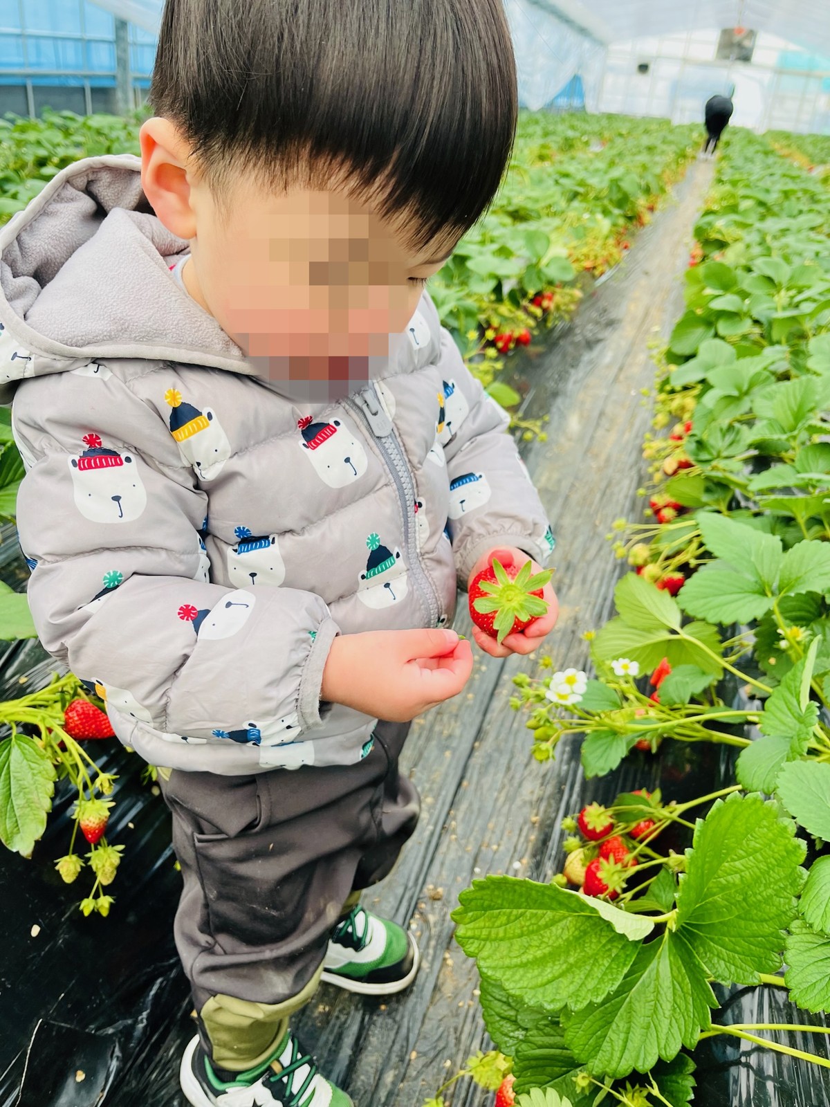 富田林サバーファームのいちご狩りは何歳から楽しめる?1歳と行った体験談と料金