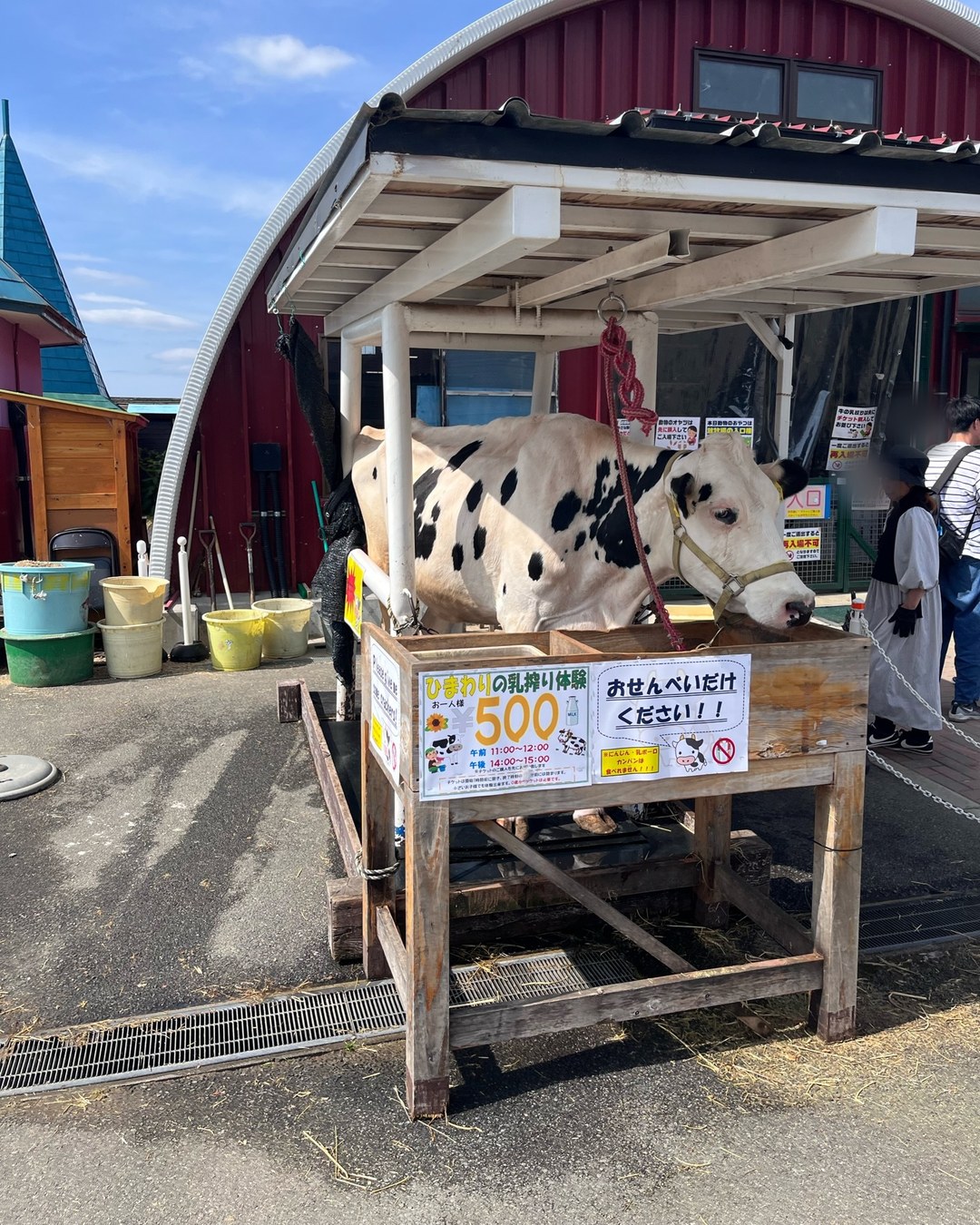 牛の模型と「牛の乳搾り体験500円」の看板